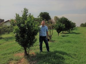 MFG - pesquisador Camilo L. Medina, recuperação de plantas com HLB podadas que receberam o MFG e logo atrás planta sem manejo